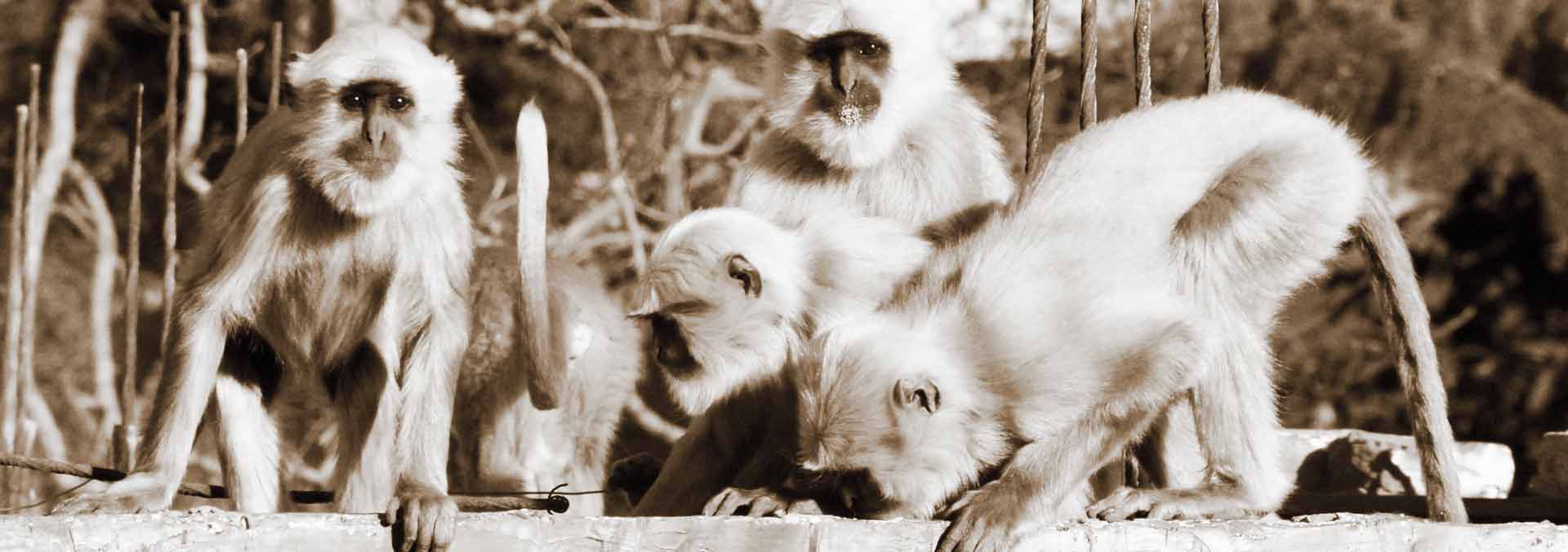 Monkeys India